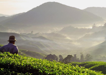 Morgenstimmung über den Teeplantagen der Cameron Highlands