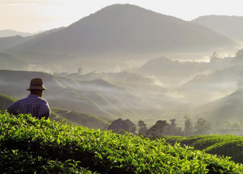 Morgenstimmung über den Teeplantagen der Cameron Highlands