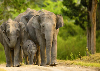 Elefanten im Wayanad Wildlife Sanctuary